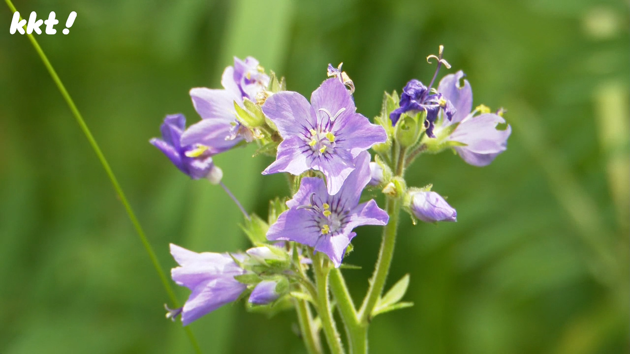青紫色の可憐な花】阿蘇の限られた地域だけに自生 ハナシノブの花が見