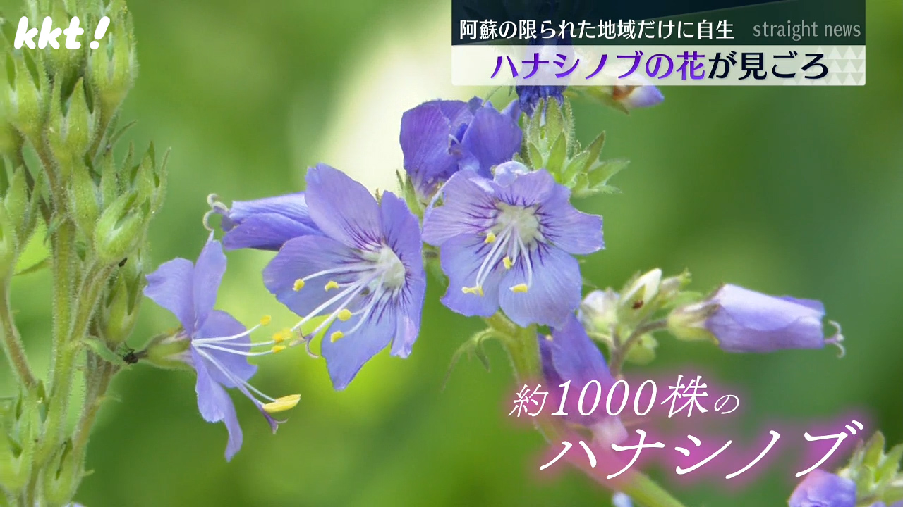 青紫色の可憐な花】阿蘇の限られた地域だけに自生 ハナシノブの花が見