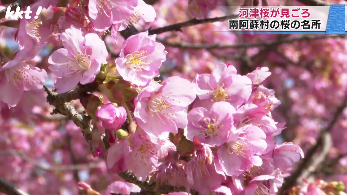 「阿蘇の風景に映えるピンク」南阿蘇村の桜の名所で河津桜が見ごろ