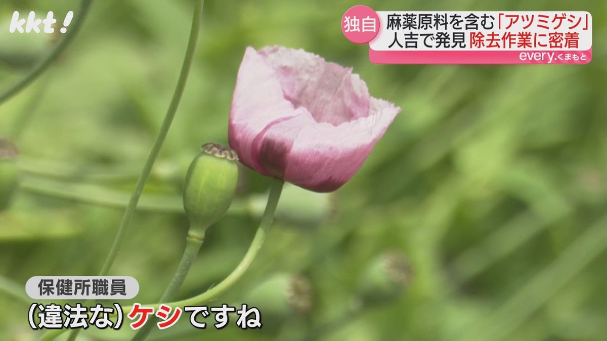 【密着】違法植物･ケシをカメラマンが住宅地で発見 連絡を受けた保健所が除去