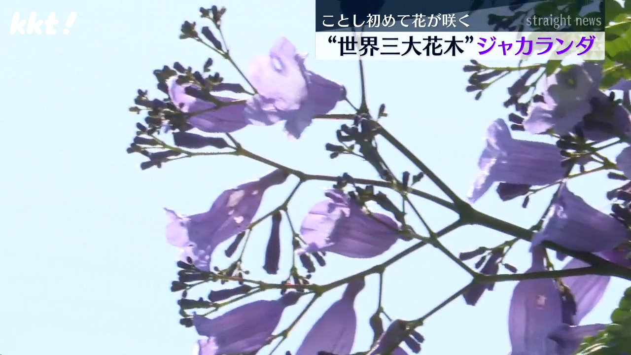 きれいな薄紫色｣世界三大花木・ジャカランダの花 6年前に植えた木が 