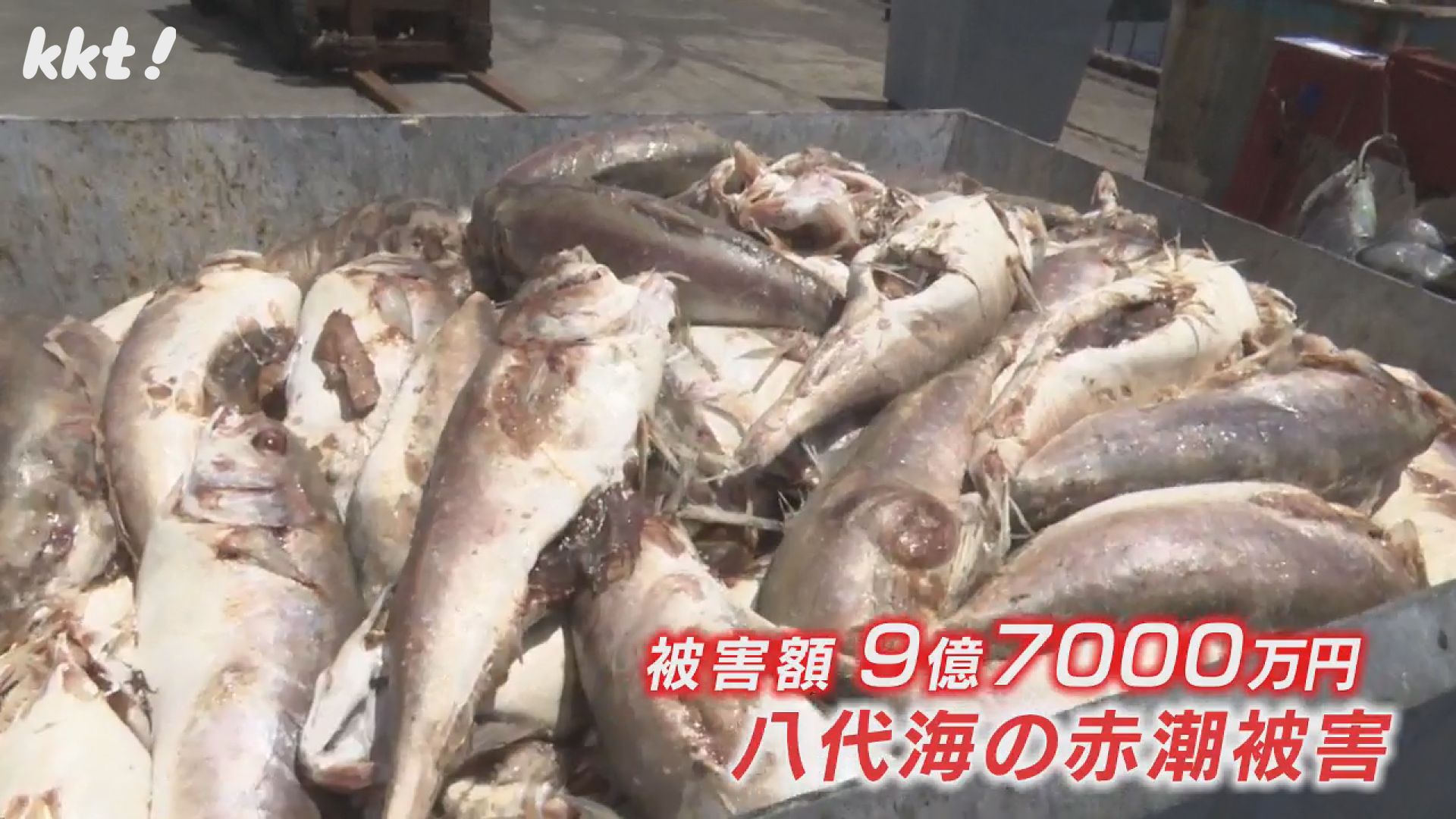 赤潮被害拡大】養殖魚48万7千匹が死に被害額9億7千万円 熊本県が支援策