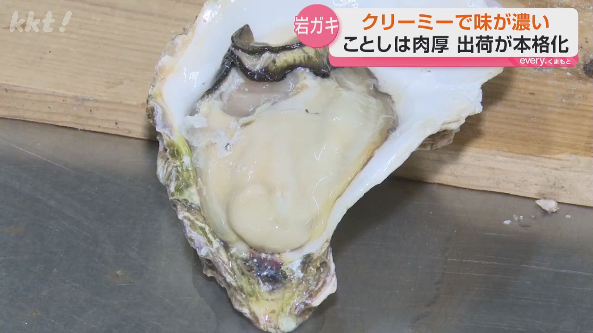 今年は肉厚でおいしい！」海のチーズとも呼ばれる熊本・天草天領岩かき