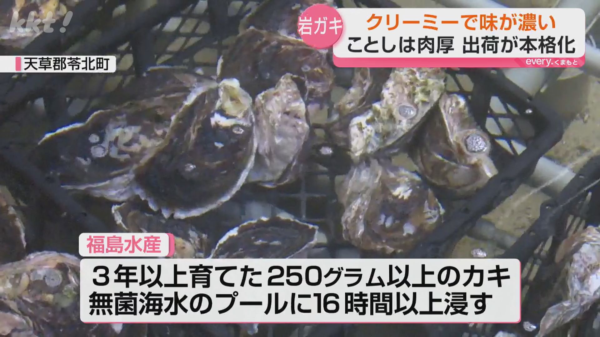 今年は肉厚でおいしい！」海のチーズとも呼ばれる熊本・天草天領岩かき