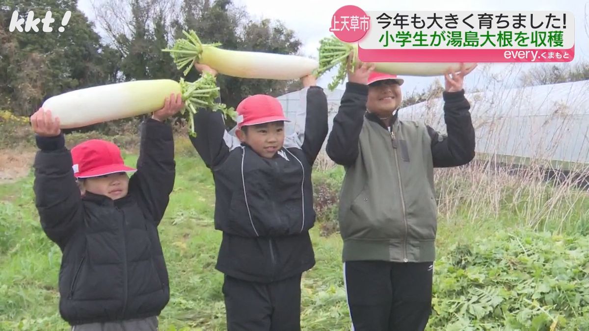 重さ4.5キロの大物も!上天草市湯島の子どもたちが島の特産･湯島大根を収穫