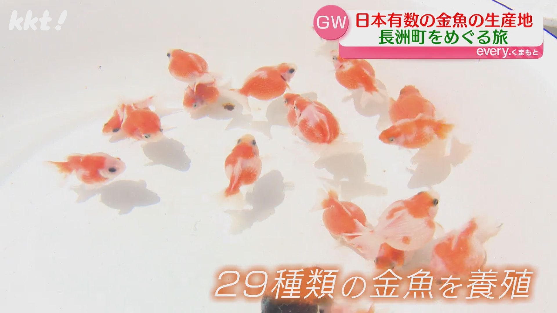 【中古】 金魚/保育社/松井佳一 金魚 (1963年) (カラーブックス) | 松井 佳一 |本 | 通販 | Amazon
