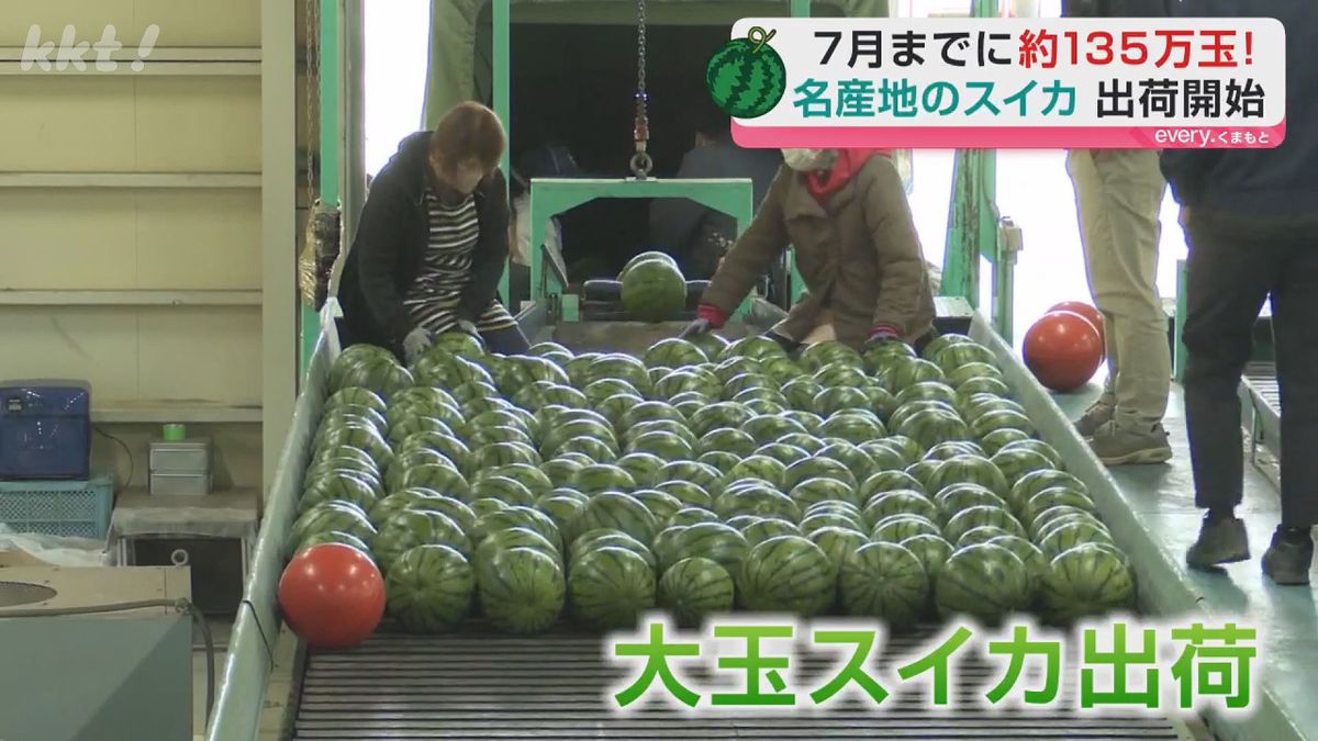 重さ5～6キロのスイカ2500玉！スイカの名産地で出荷始まる（2026年2月 
