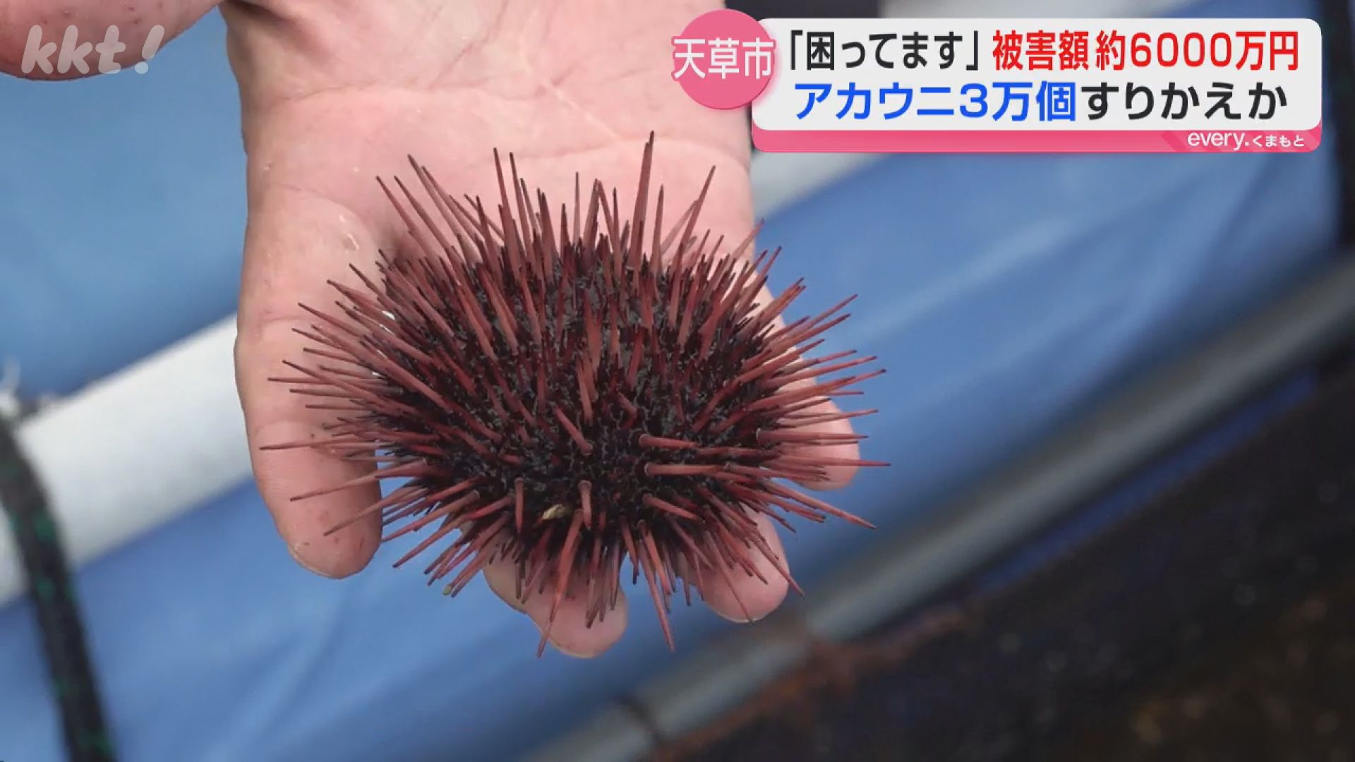 10センチのウニが別の5センチのウニに…養殖ウニ3万個すり替え 被害額は