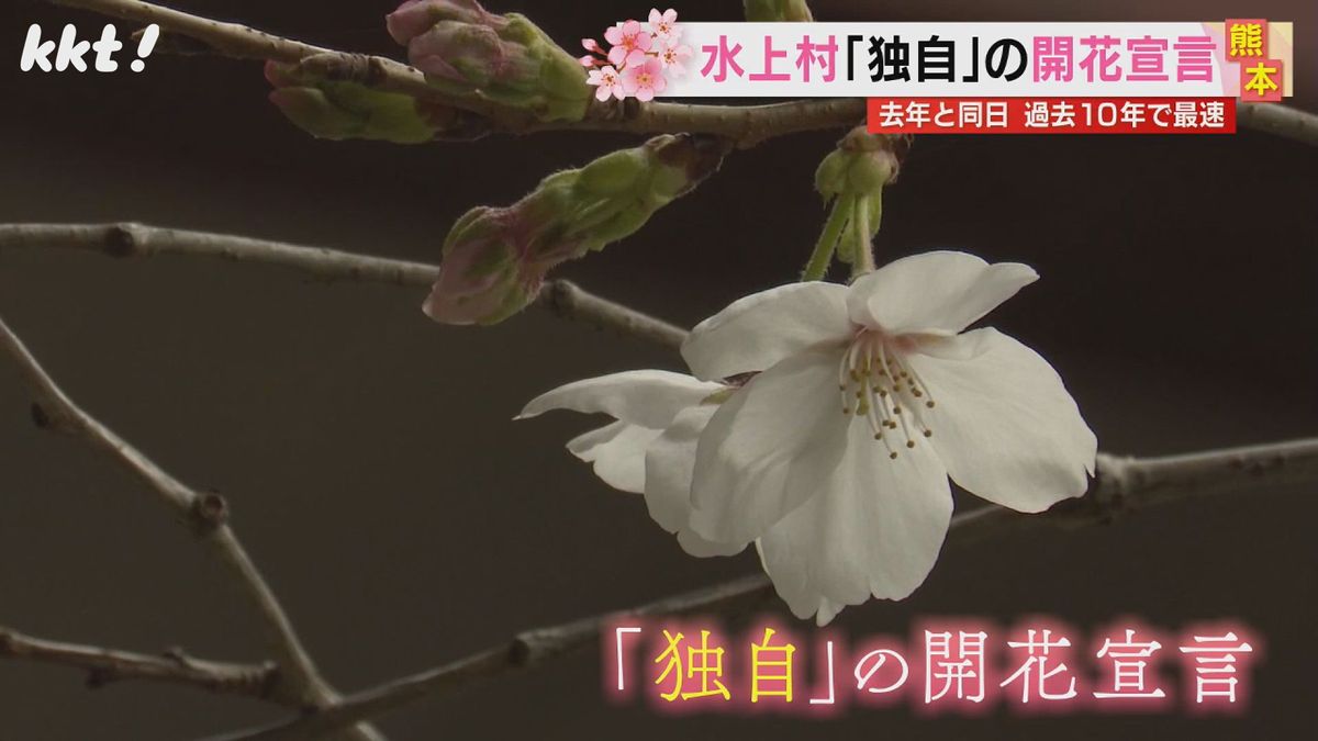 過去10年で最早の｢サクラサク｣水上村が今年も"独自の"桜開花宣言