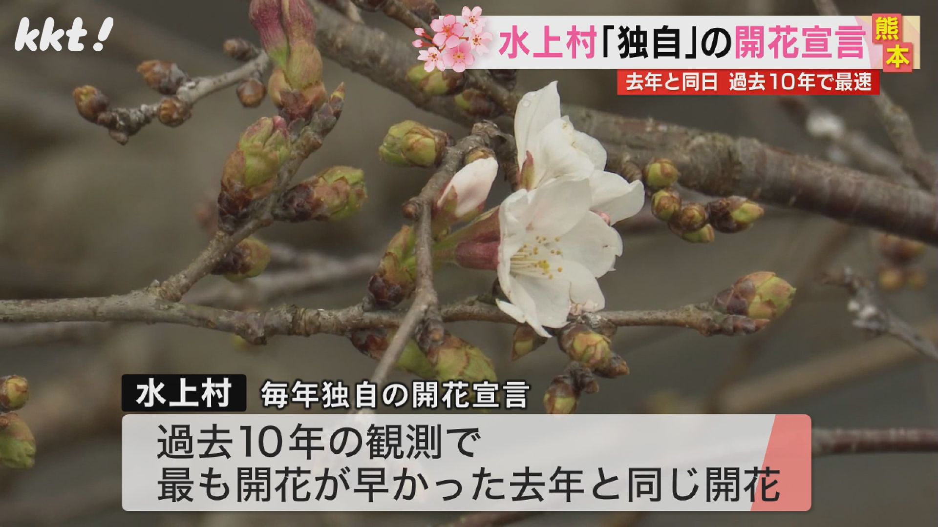 ☆サクラ開花宣言！創業の地で造られた泡盛デスね［YONAGUN?!