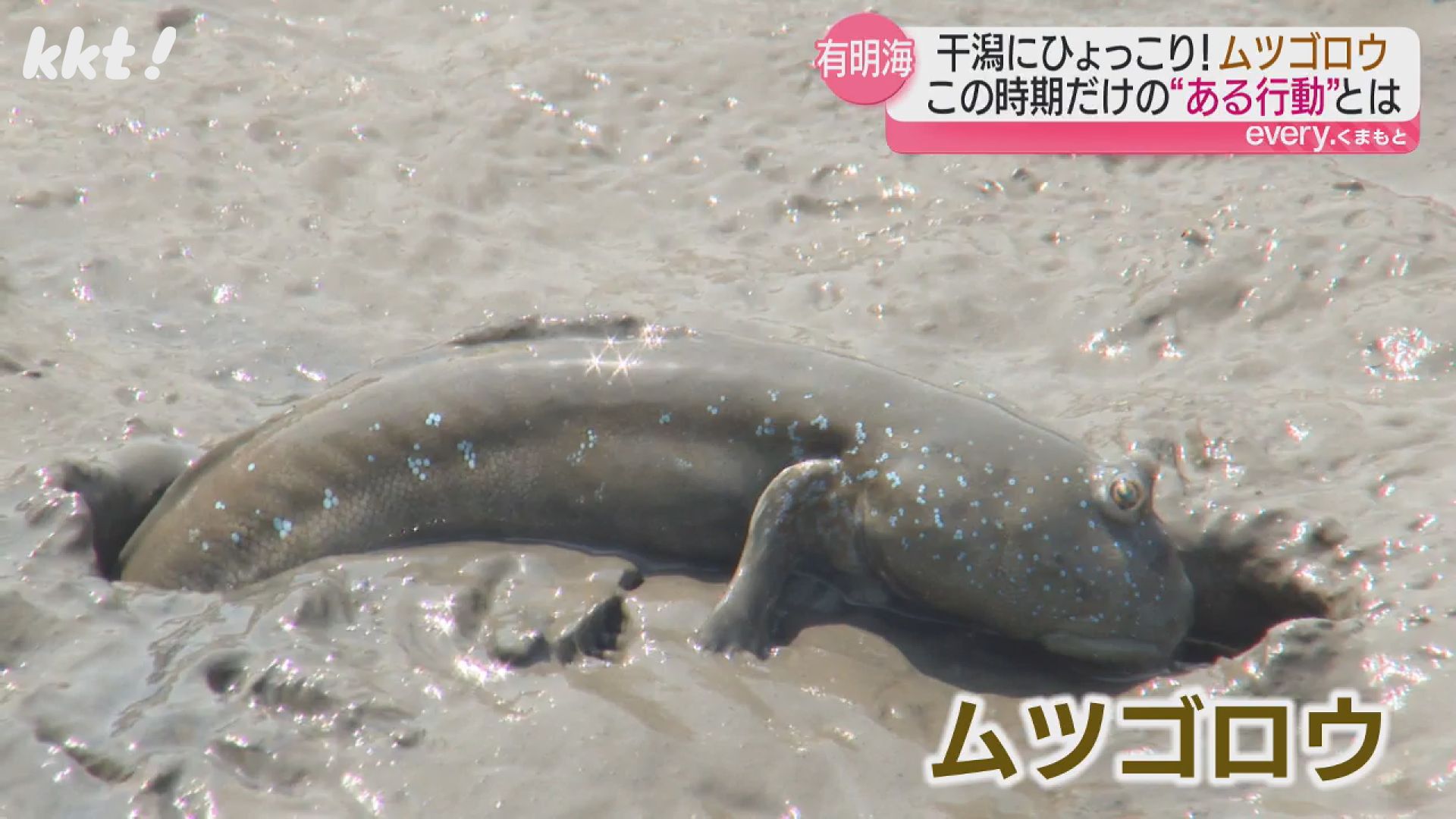 絶滅危惧種】大きく丸い目玉に分厚い唇 ユーモラスな姿のムツゴロウが
