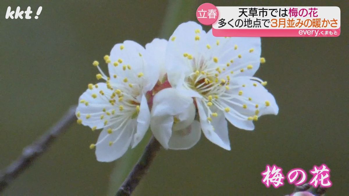 【立春】天草で梅の花が咲き始めるも…4日から6日頃にかけ平野部でも大雪となるおそれ