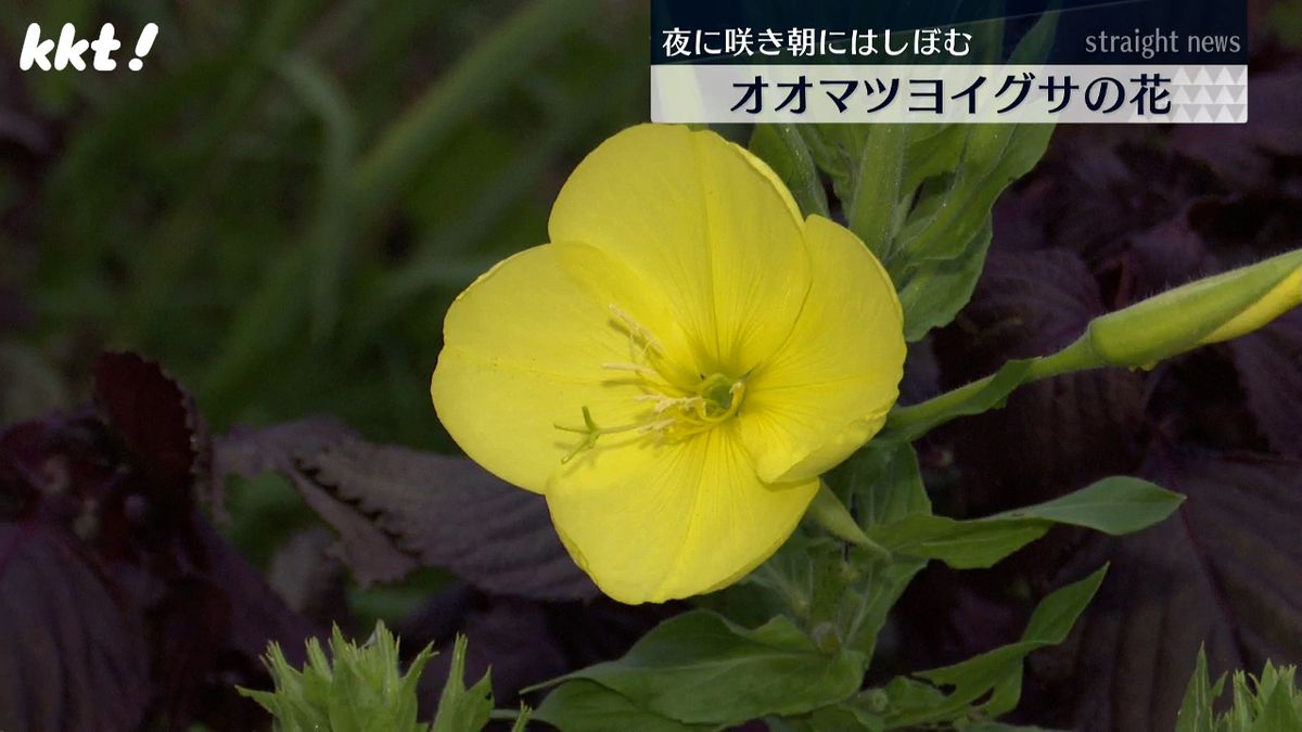 30秒でつぼみが開く『夜に咲き朝にしぼむ』別名｢月見草｣オオマツヨイグサ咲く