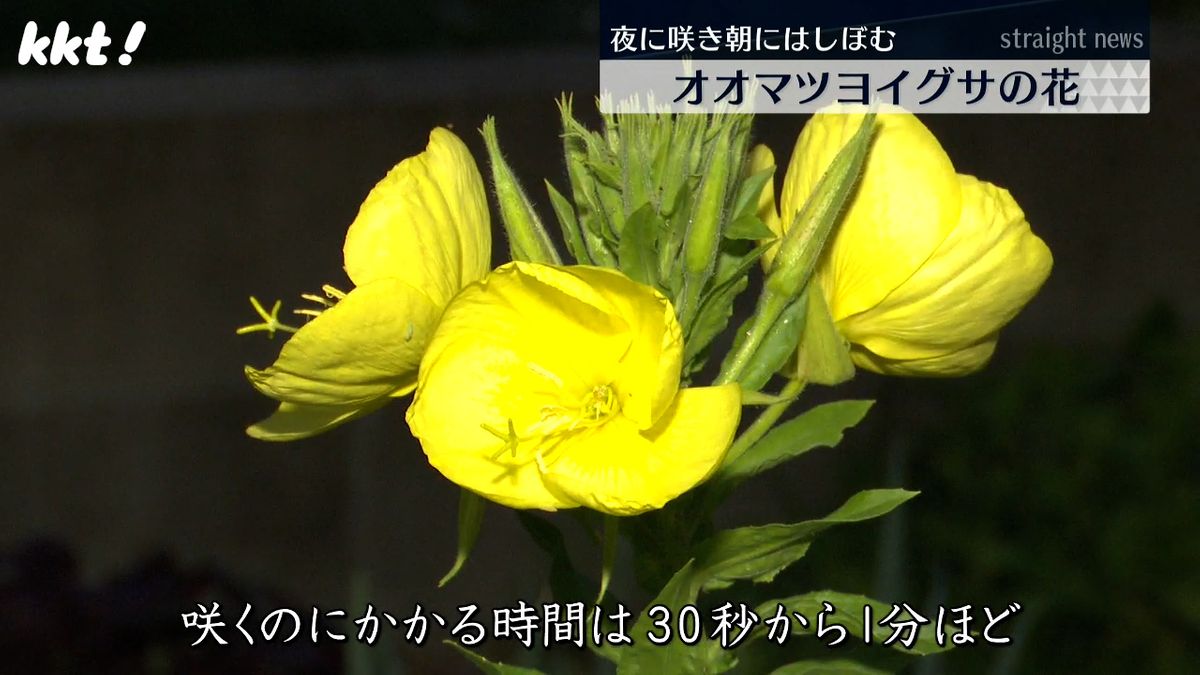 オオマツヨイグサの花(12日夜･天草市)