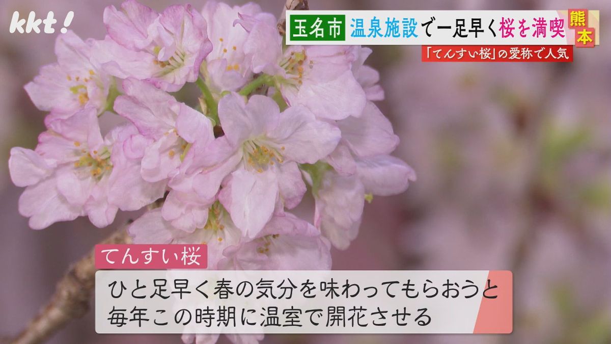 温室で開花させ｢てんすい桜｣として飾る