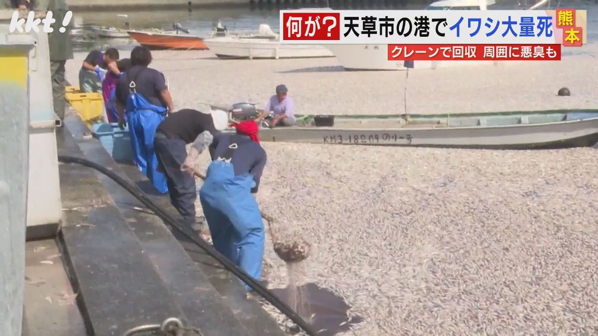 【なぜ?】漁港をびっしりと覆いつくすイワシの死骸 住民も｢初めて見た｣ クレーン投入して回収作業