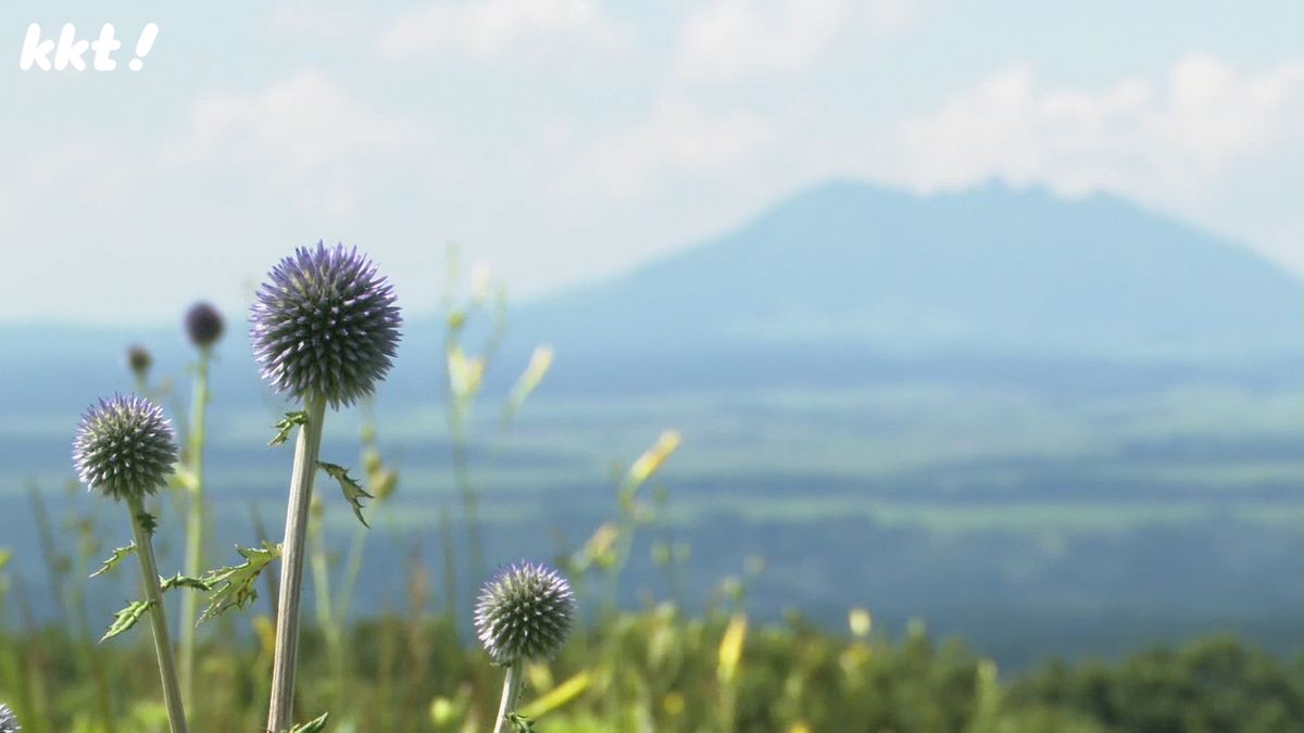 「阿蘇地方ではお盆の花」ヒゴタイ1万本が標高900ｍの高原で見頃