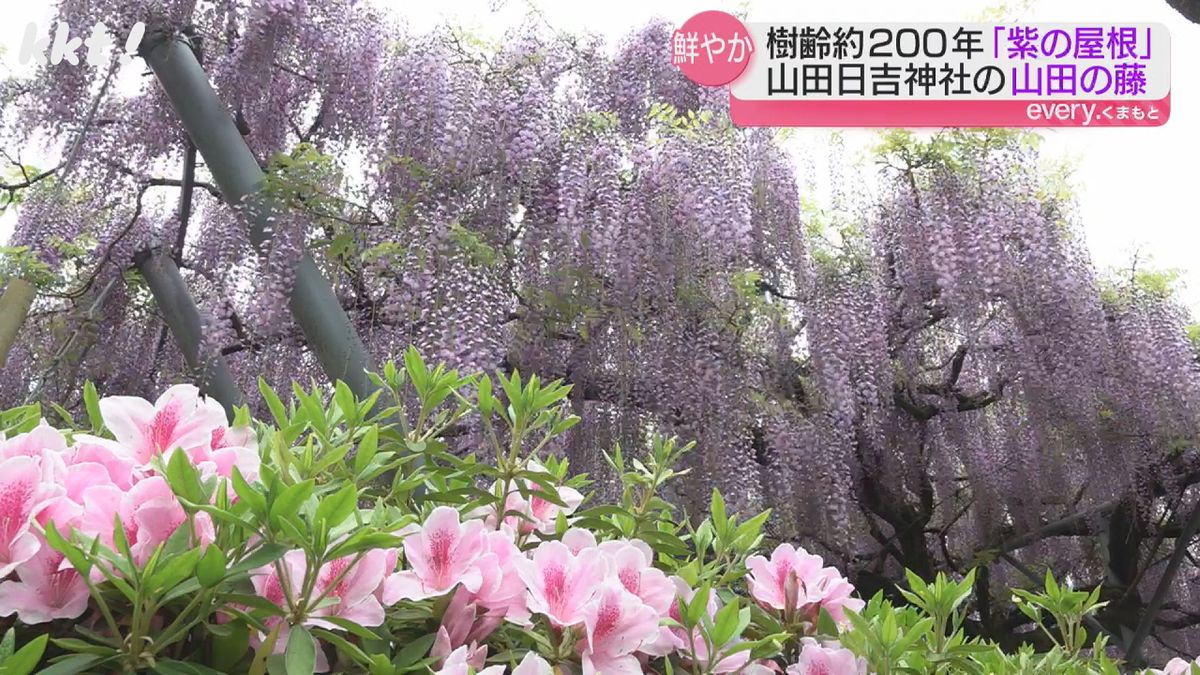 無数の薄紫のしだれ藤｢平安時代を連想させる｣熊本県の天然記念物｢山田の藤｣の花が見頃