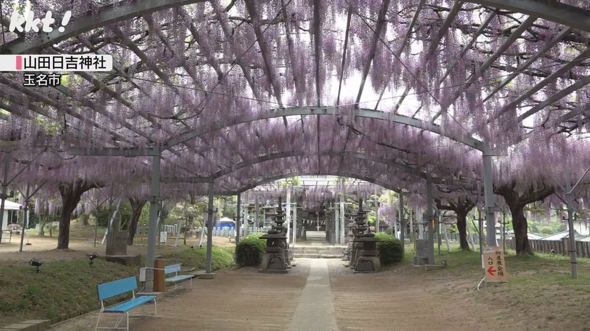 山田日吉神社の「山田の藤」