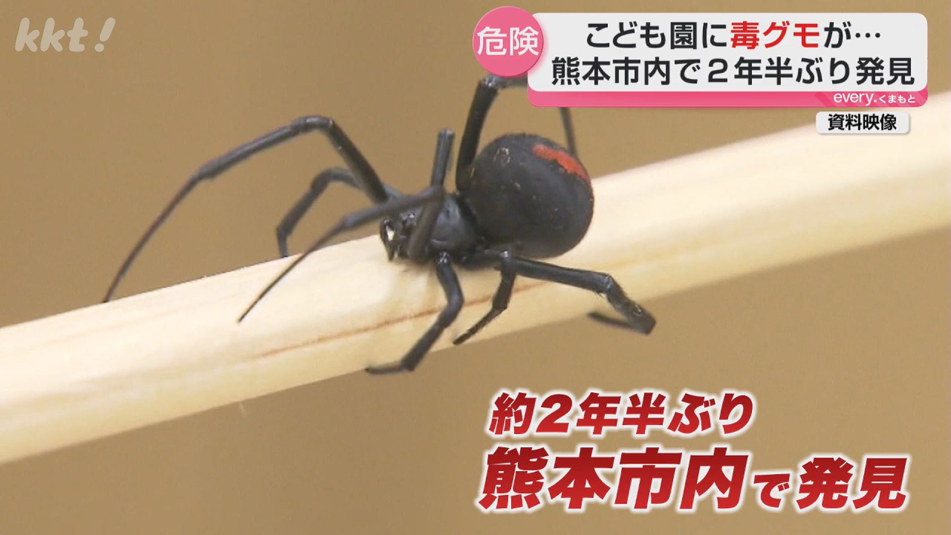 見つけたのは子どもたち！！認定こども園で特定外来種の毒グモ