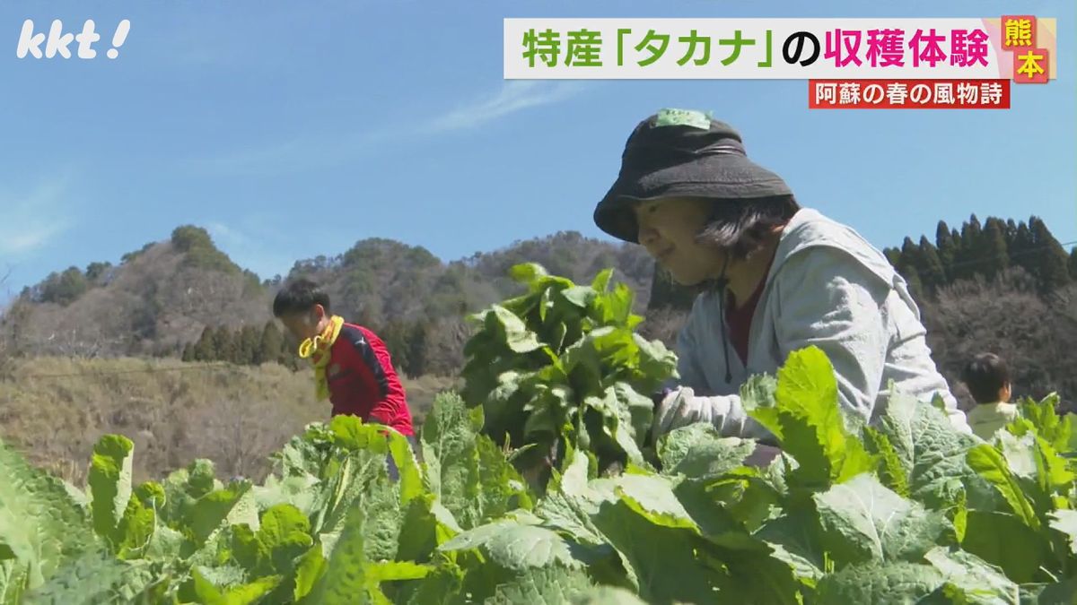 ｢どのようにして食べようか｣阿蘇の特産･タカナを約200人が収穫体験