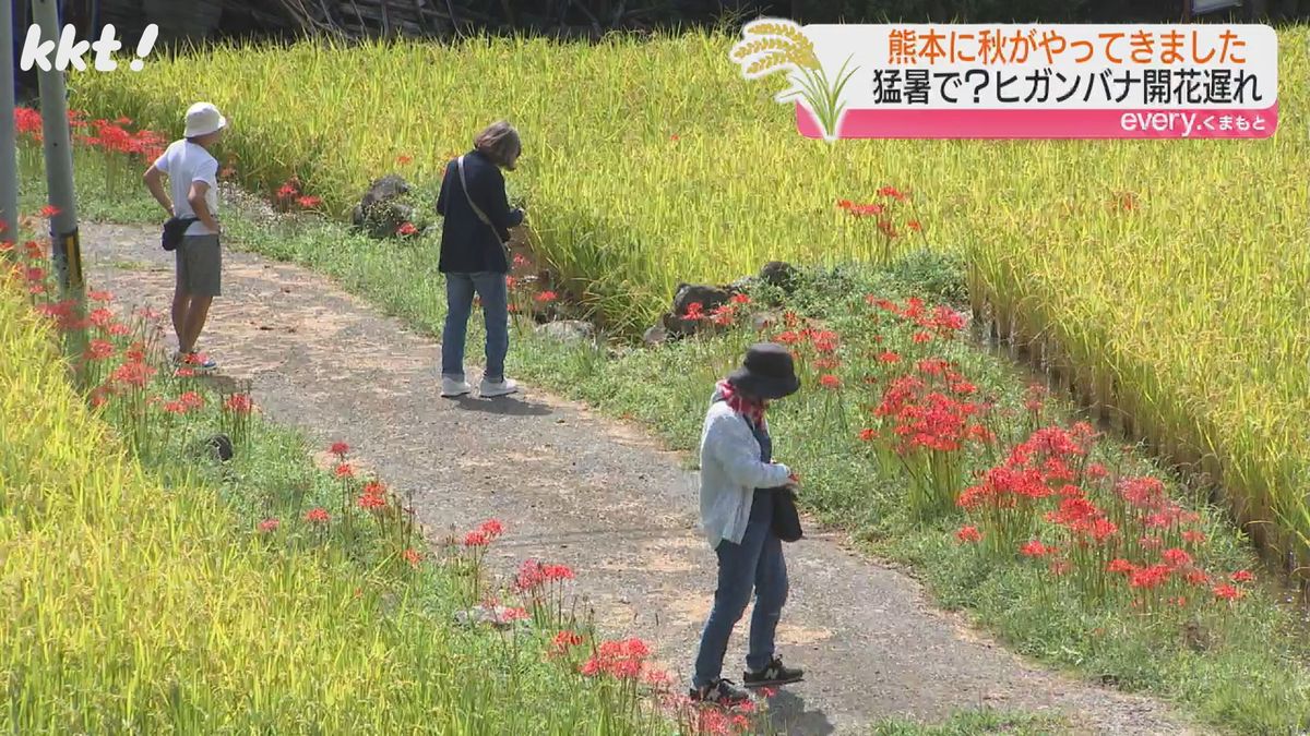 番所の棚田とヒガンバナ（山鹿市）