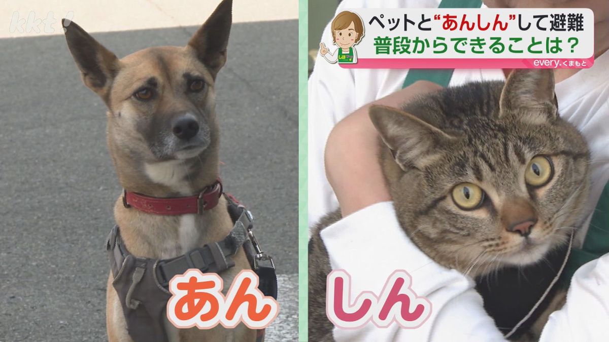 しほママの防災術】ペットと防災について考えよう！日頃から備える物は 
