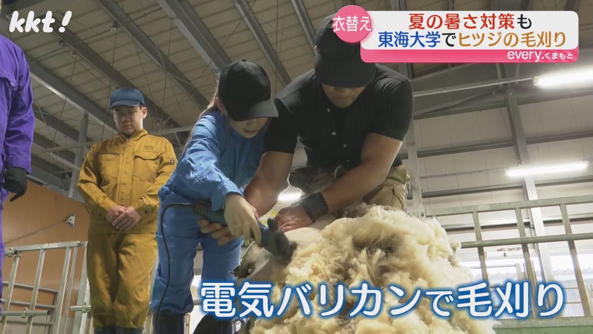 東海大の学生がヒツジの毛刈り 取れた毛は加工して小物に