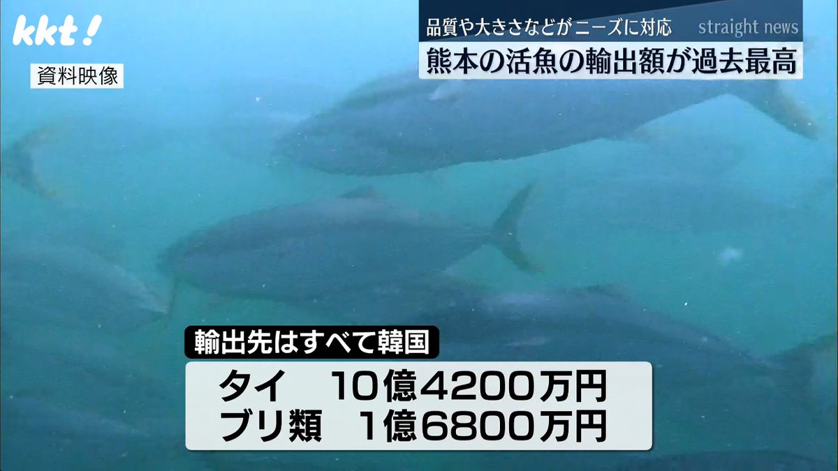 ｢品質などがニーズに対応｣熊本県の『活魚』輸出額が過去最高 輸出先はすべて韓国