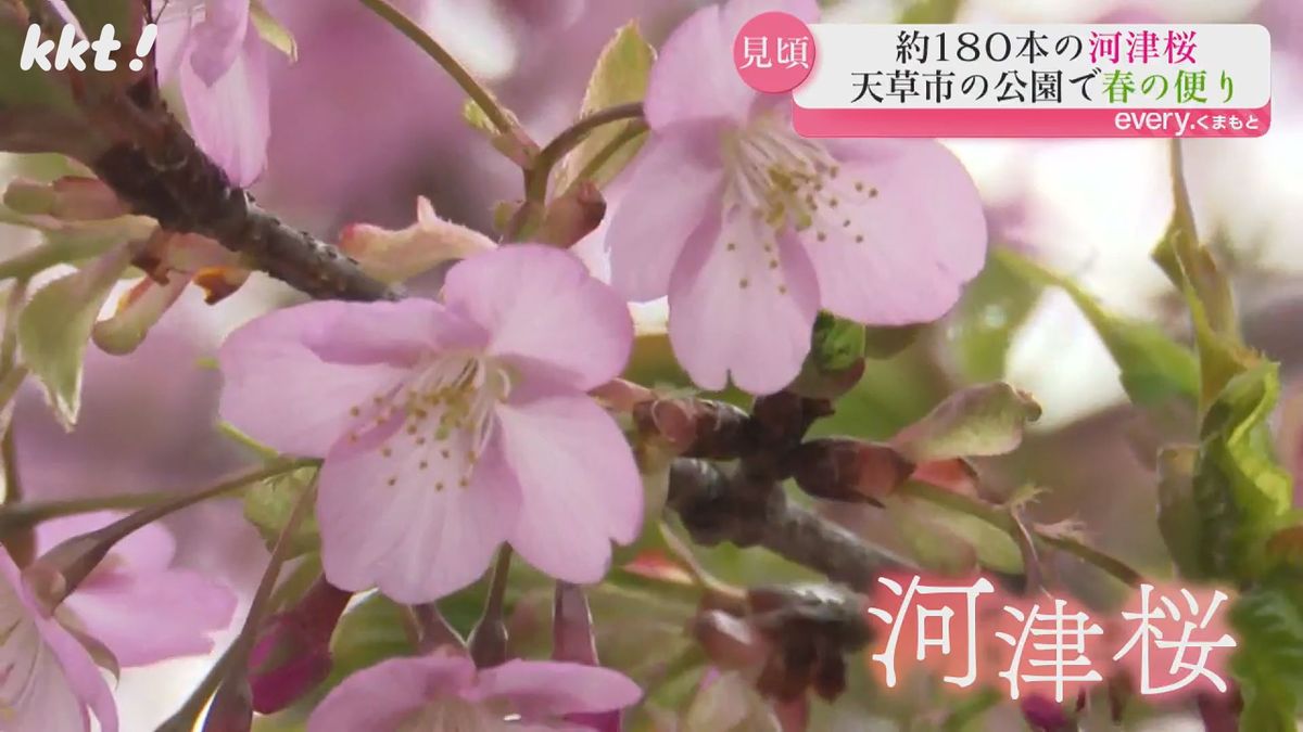 河津桜