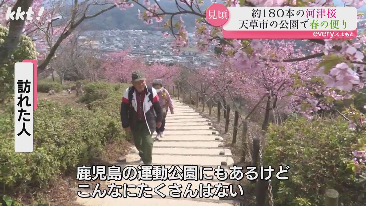 海と空の"青"に桜の"ピンク"が映える 天草市の十万山公園で河津桜が見ごろ