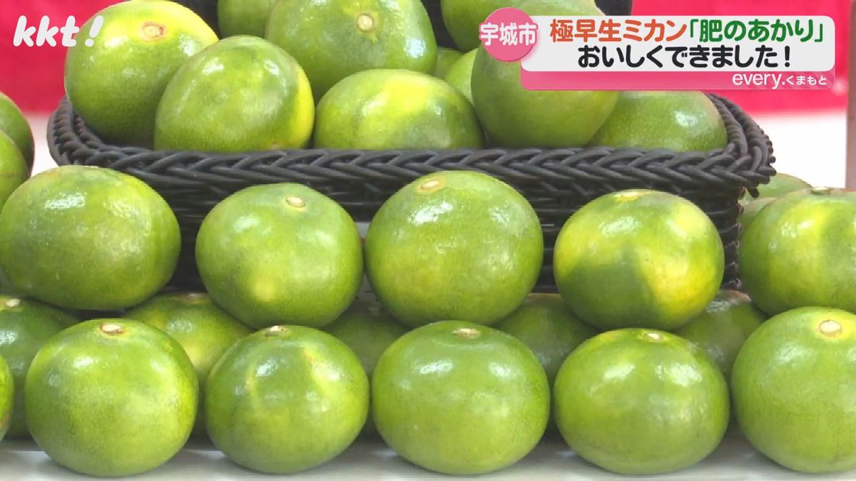 熊本県の極早生ミカン｢肥のあかり｣の選果作業 糖度10度以上で酸味が少ない