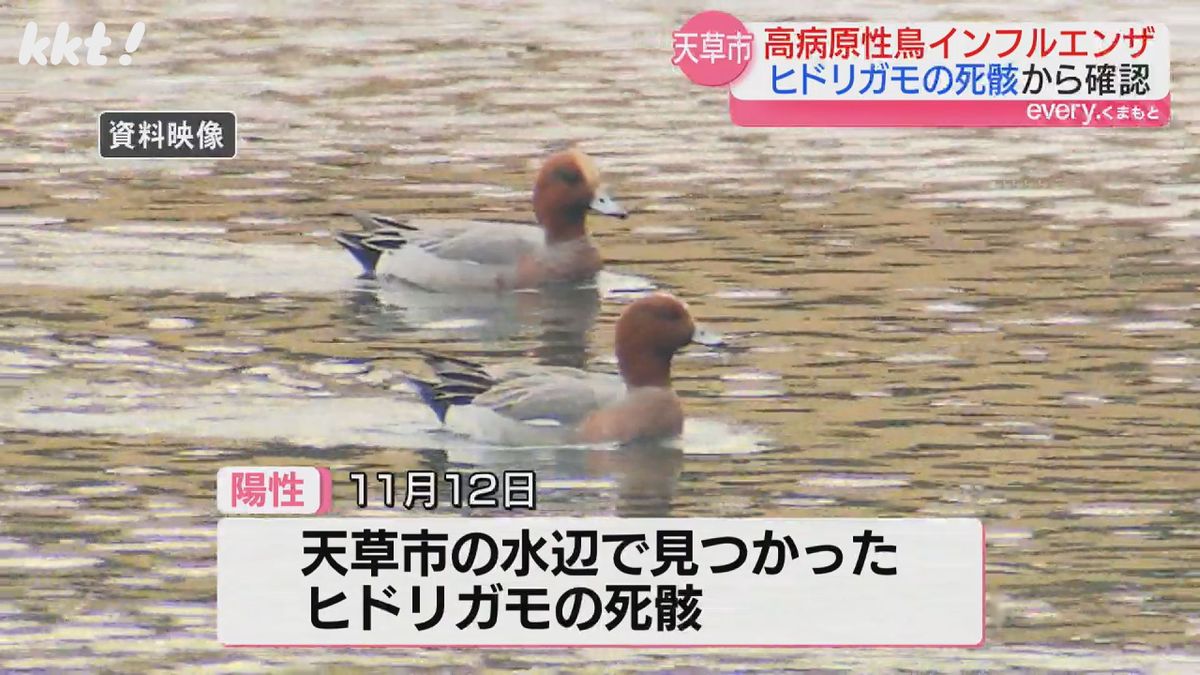 【鳥インフル】天草市で見つかった野鳥の死骸から確認されたウイルスは高病原性