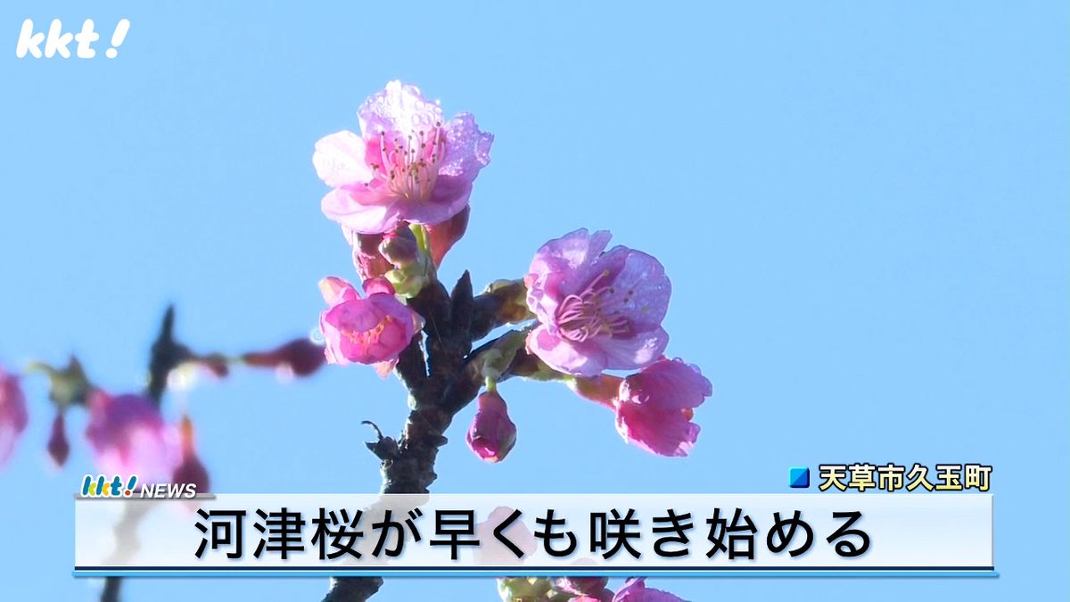 天草市で早咲きの河津桜が咲き始める「気持ちが豊かになりますね」