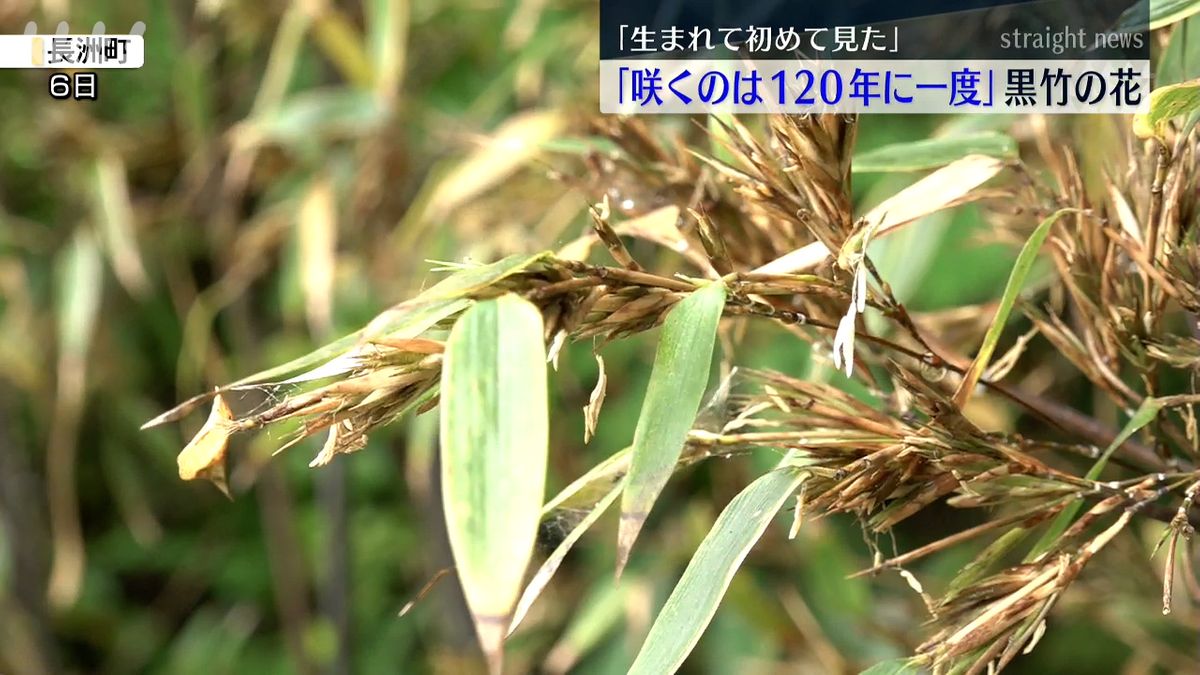 120年に一度開花？超レア「黒竹」の花 長洲町の民家で咲く（2025年5月6 