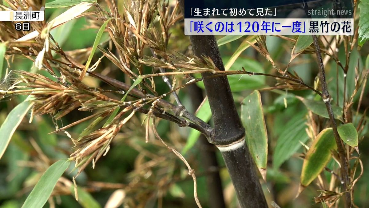 120年に一度開花？超レア「黒竹」の花 長洲町の民家で咲く（2025年5月6 