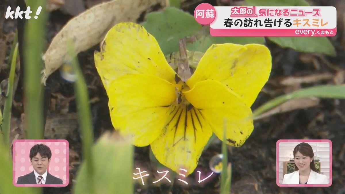 野焼きで他の植物が焼き払われた今しか見られない 阿蘇でキスミレの花が見ごろ