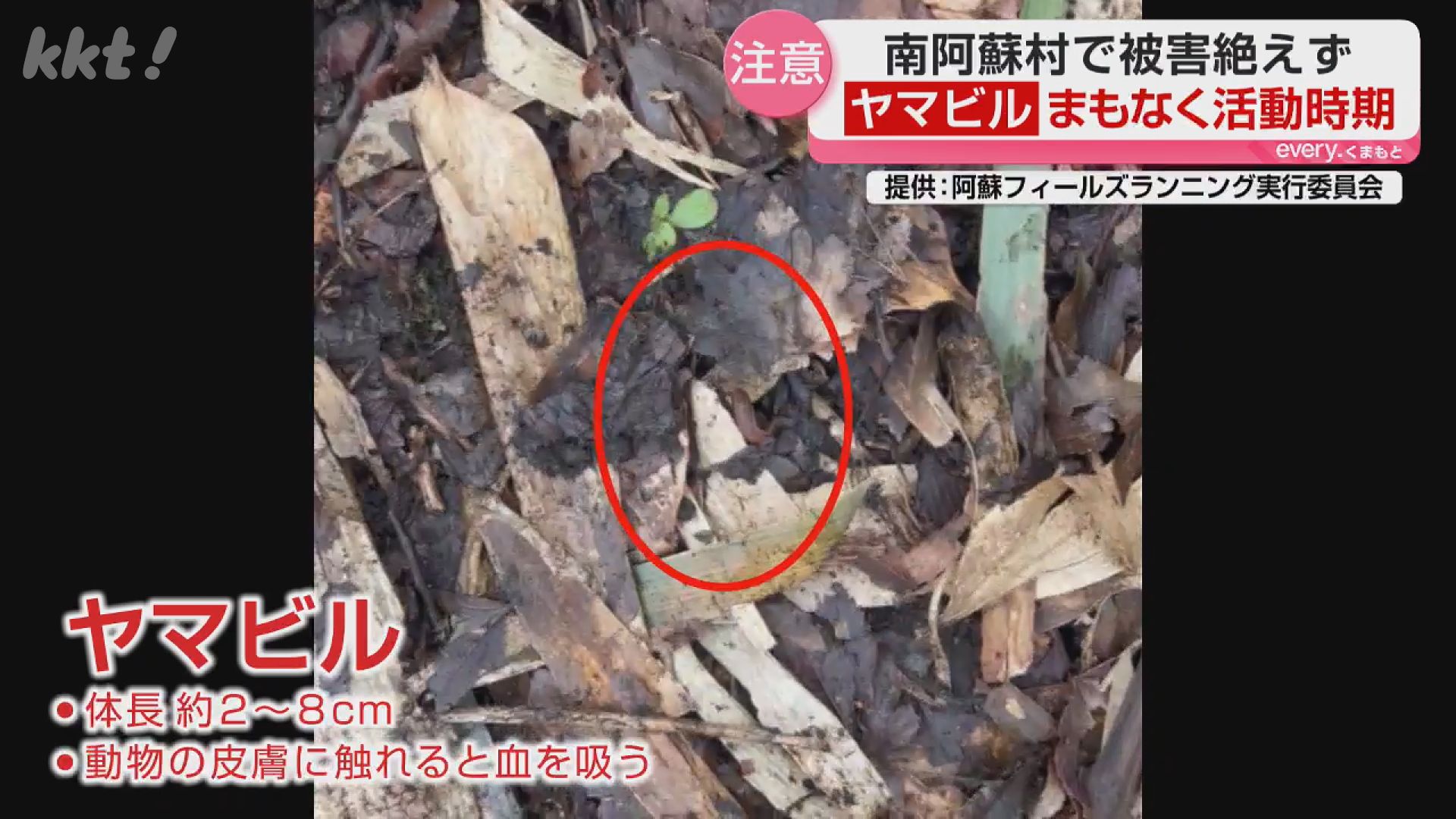 近年増加】人や動物の血を吸う「ヤマビル」被害…対策は？（2026年2月27