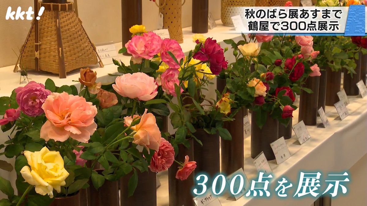 熊本ばら会の会員が丹精込めて咲かせた秋ばら300点を展示