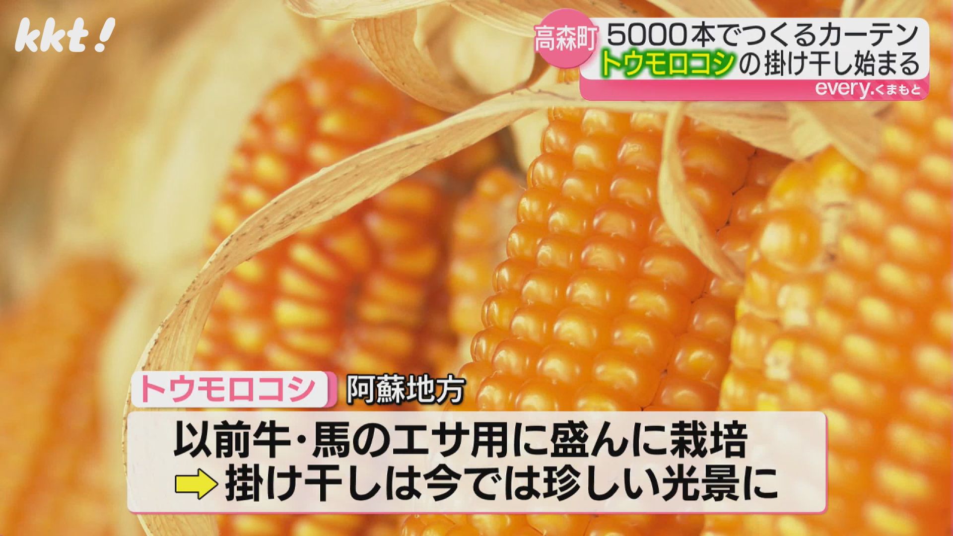 まるでオレンジ色のカーテン 阿蘇でトウモロコシの掛け干し 今では
