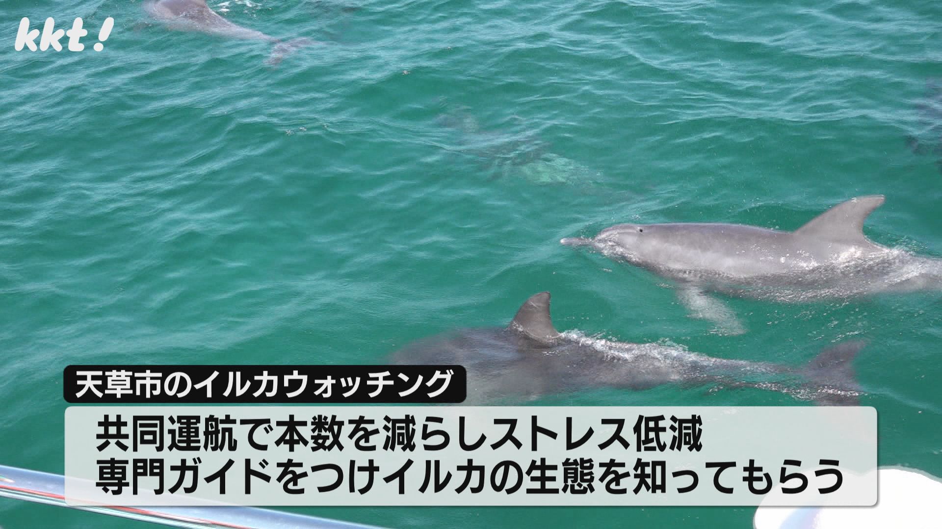 野生イルカの生態守るため イルカウォッチング共同運航便のテスト運航