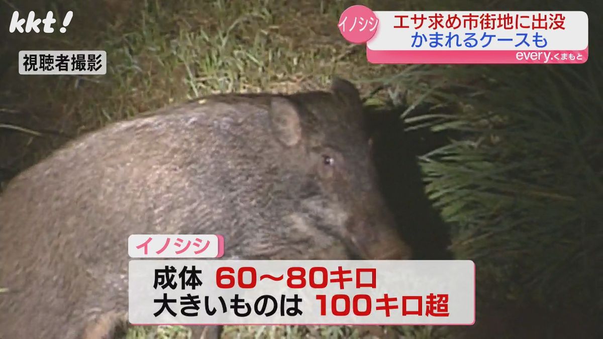 大きいものは100キロ超も