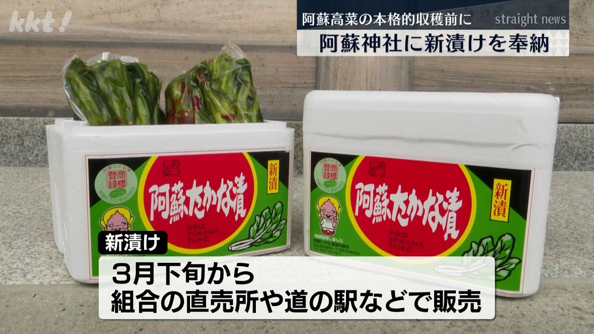 文化庁の100年フード｢阿蘇たかな漬｣ 本格的な収穫を前に阿蘇神社に新漬けを奉納