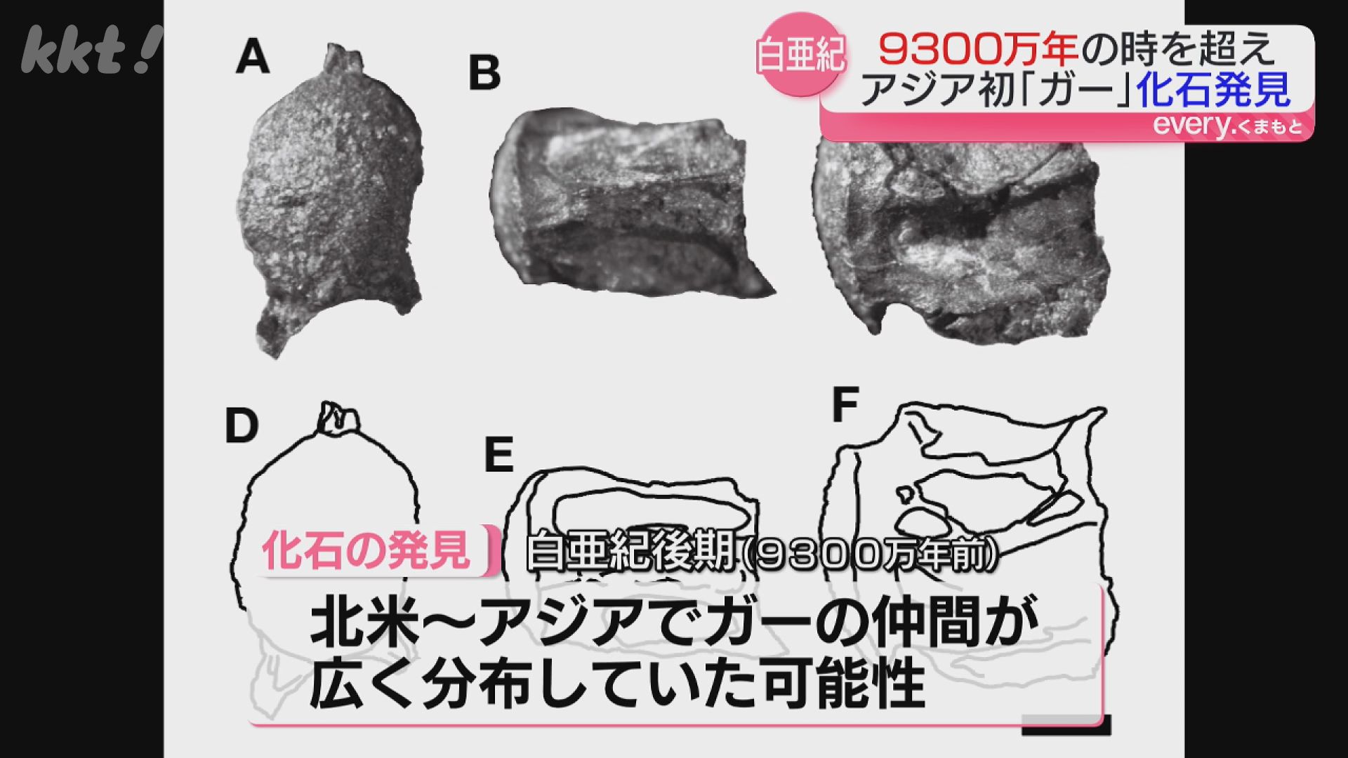 恐竜化石調査で「また魚の化石か…」よく調べたら