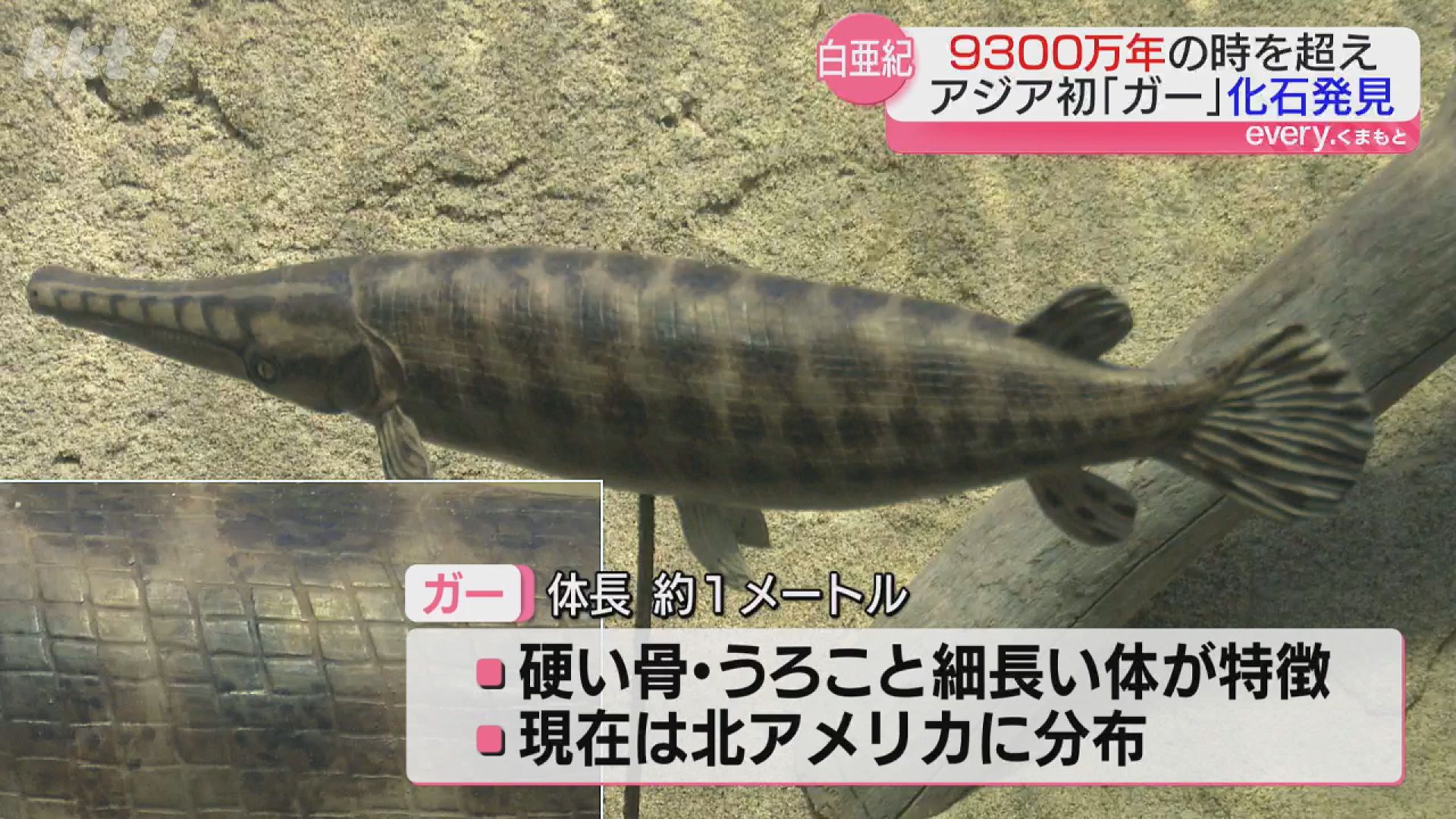恐竜化石調査で「また魚の化石か…」よく調べたら