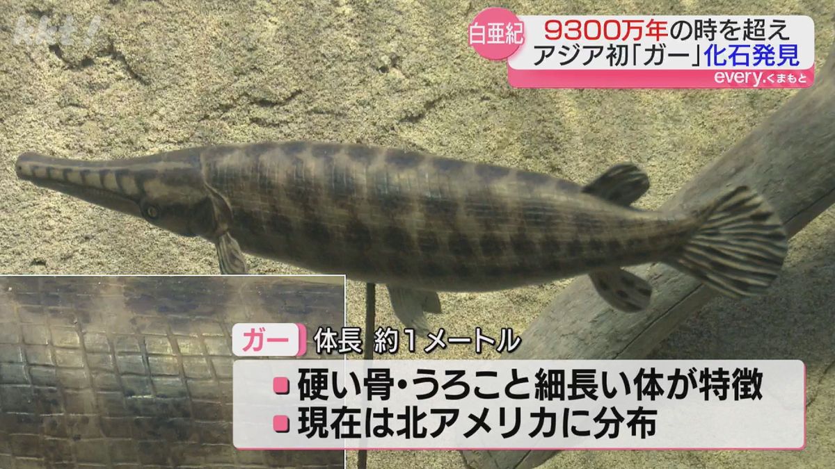 恐竜化石調査で「また魚の化石か…」よく調べたら
