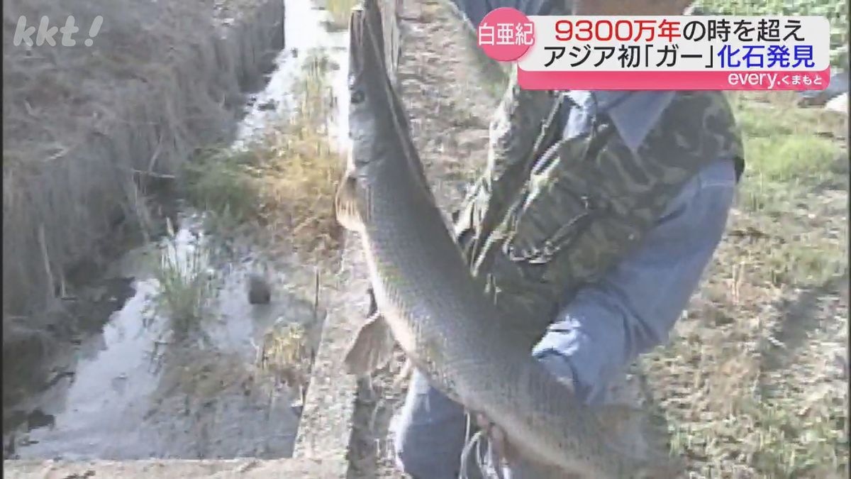 恐竜化石調査で「また魚の化石か…」よく調べたら