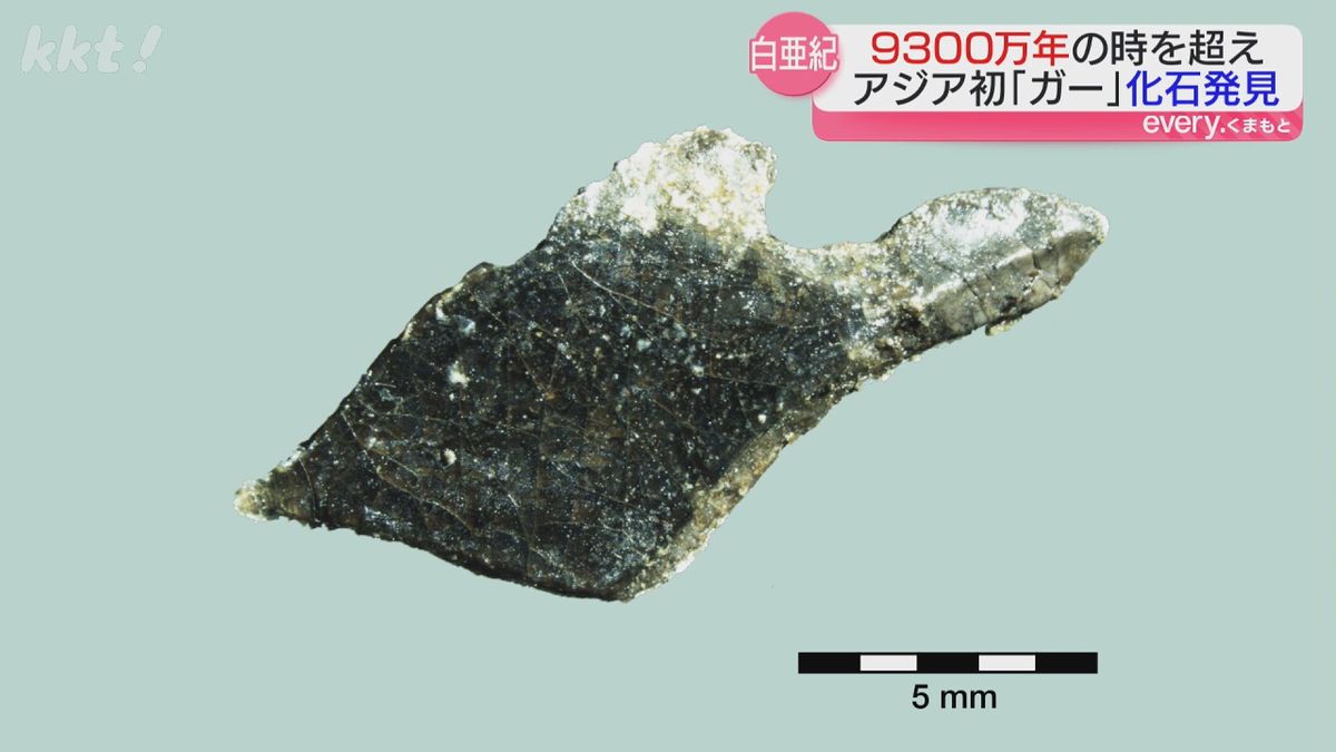恐竜化石調査で「また魚の化石か…」よく調べたら