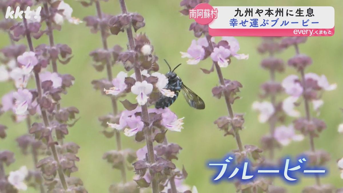 南阿蘇村のブルービー