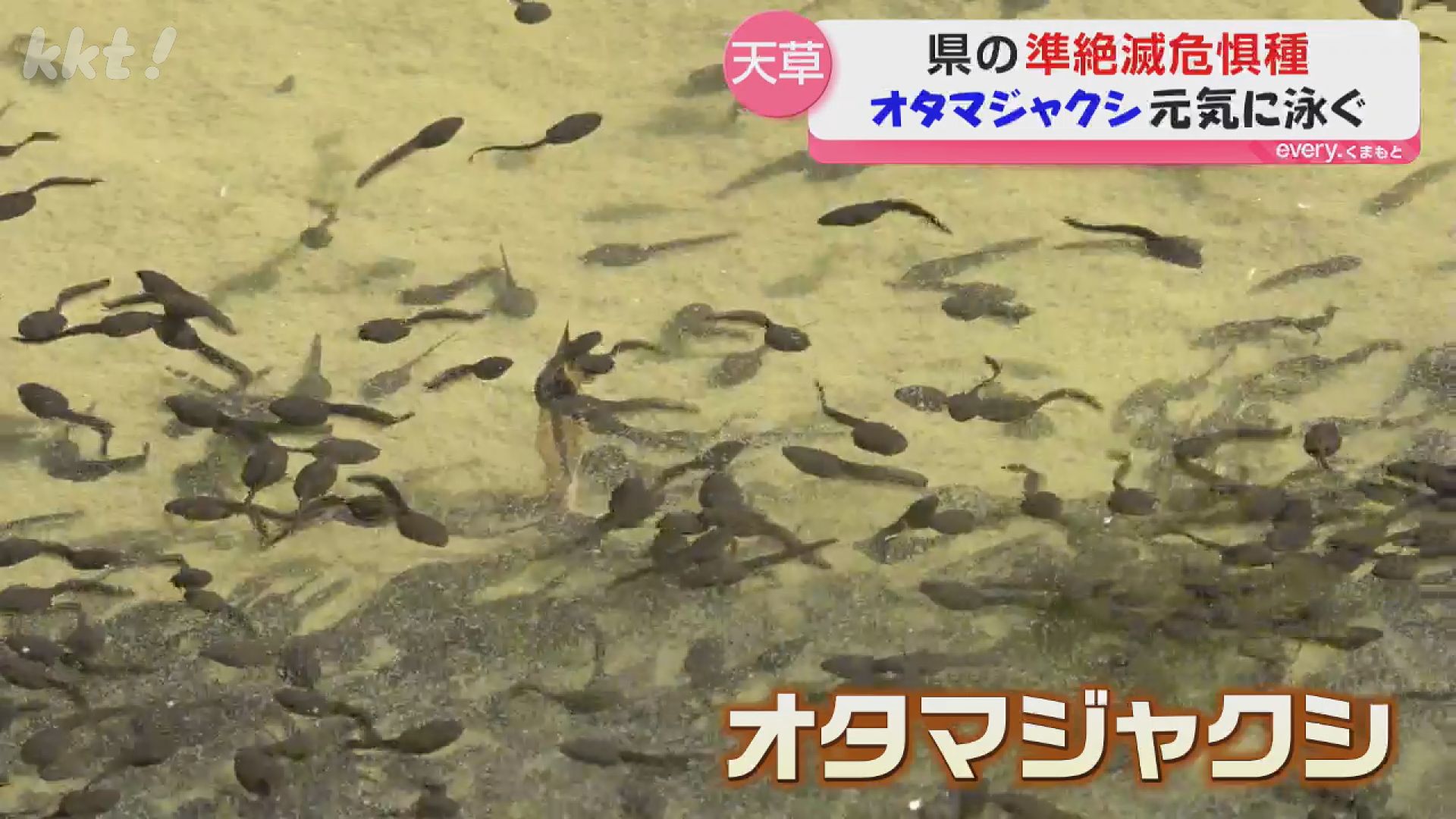 立春の日にオタマジャクシが元気に泳ぐ 4月中旬以降は山にカエルよ